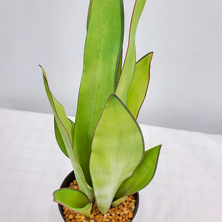 Chinese Lucky Plant Artificial Plant High Quality Snake Plant Plastic Plant