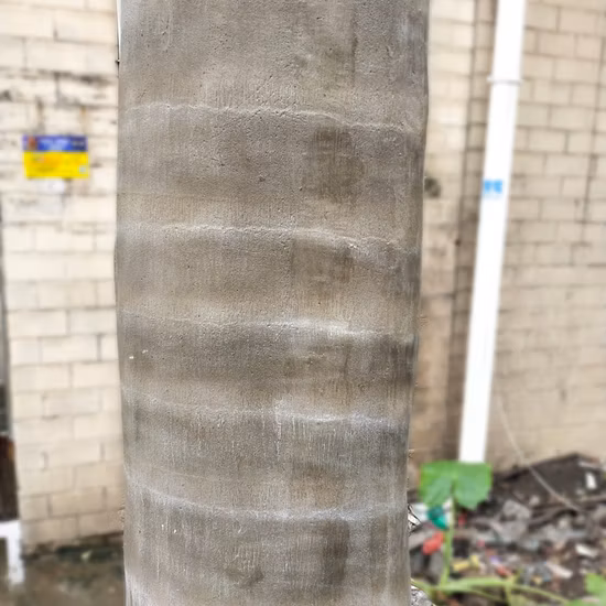 Grandes coqueiros artificiais de fibra de vidro para paisagismo