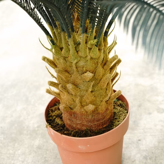 Enfeites de jardim interno e externo com 80 cm de altura mini cicadáceas artificiais árvore bonsai para decoração de casa