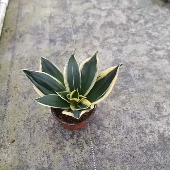 Pequena planta de cobra Sansevieria Hahnii